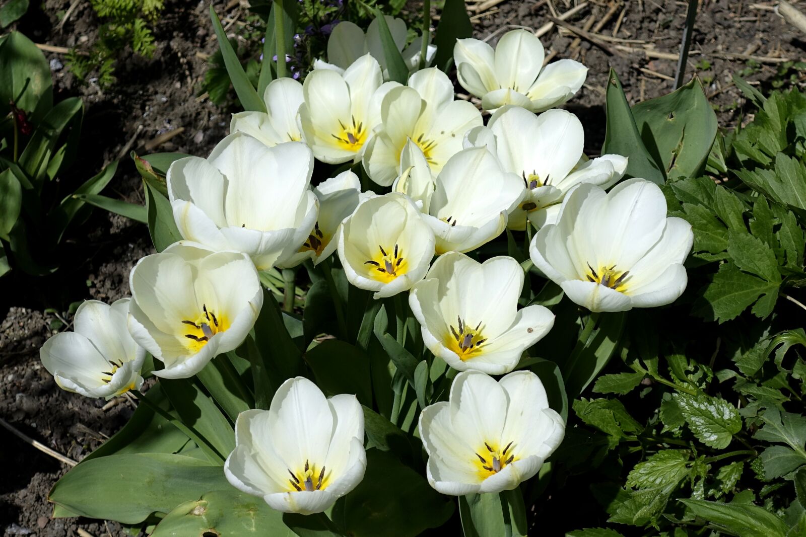 Sony Cyber-shot DSC-RX100 IV sample photo. Tulip, blossom, bloom photography