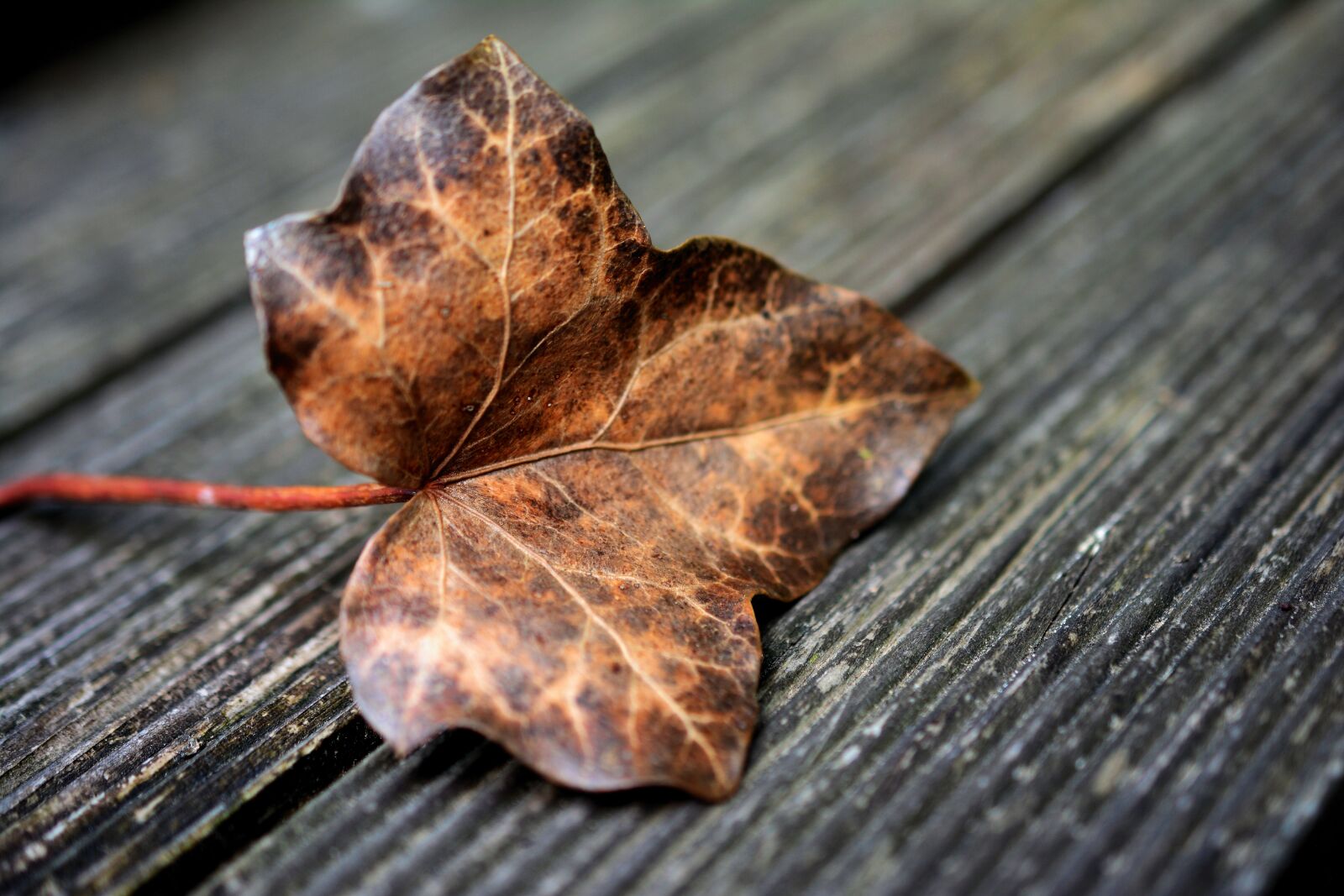 Nikon D5200 sample photo. Leaf, autumn leaf, ivy photography