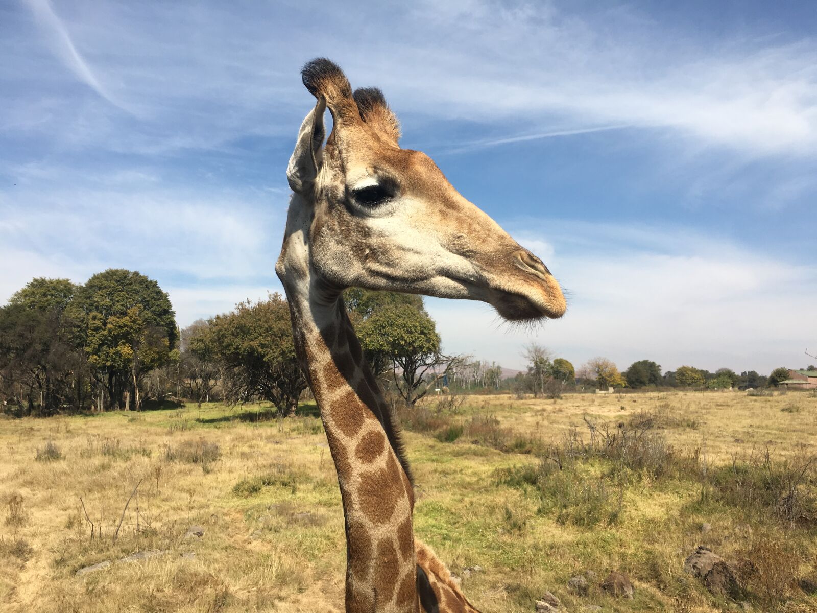 iPhone 6s back camera 4.15mm f/2.2 sample photo. Animal, blue, sky, bush photography