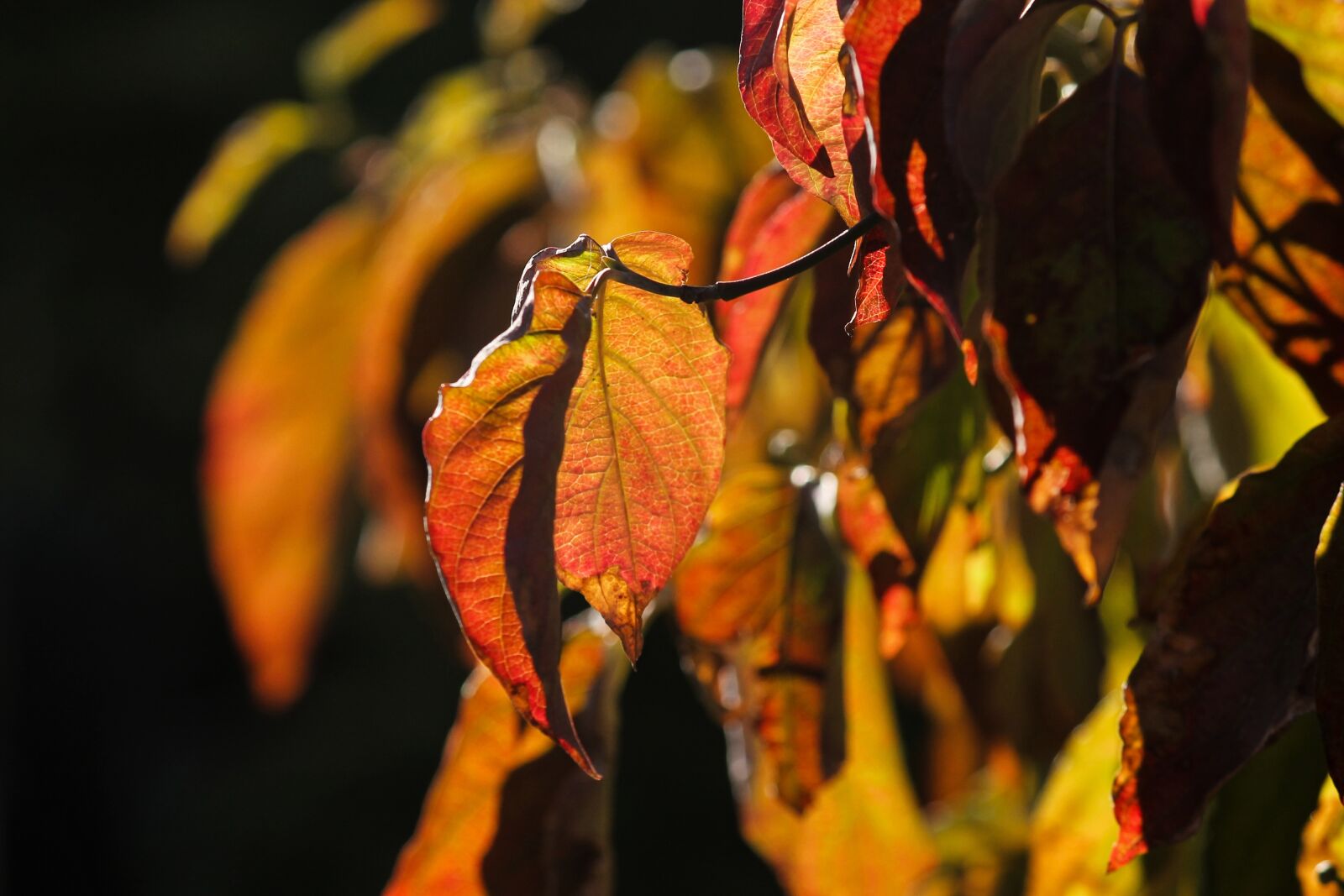 Canon EOS 1100D (EOS Rebel T3 / EOS Kiss X50) sample photo. Fall foliage, leaves, colorful photography