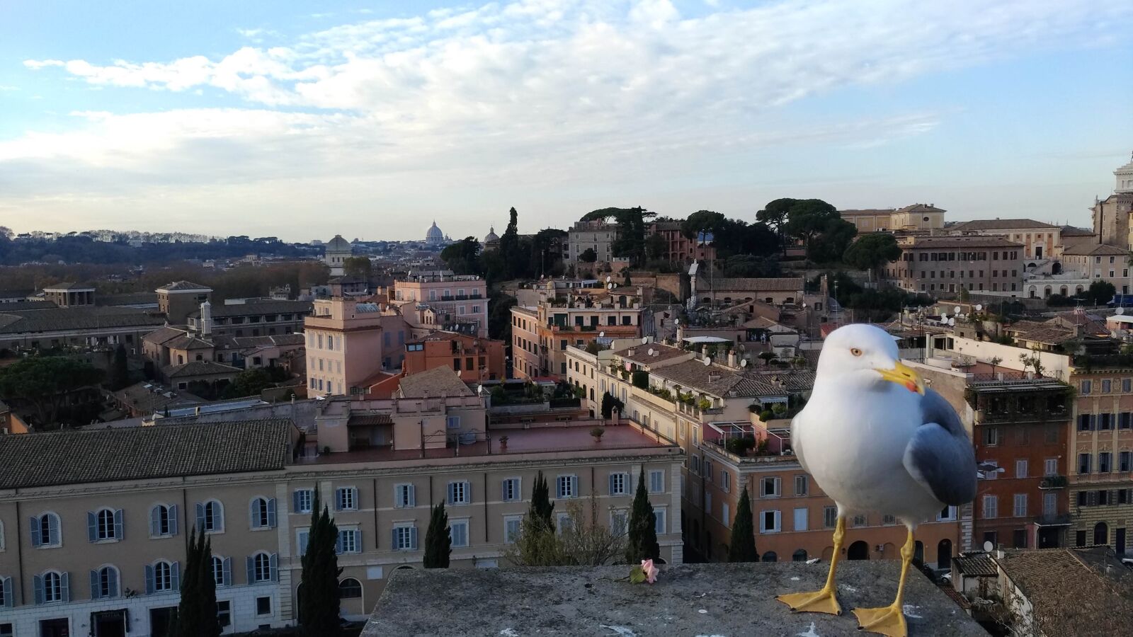 ASUS ZenFone 3 (ZE552KL) sample photo. Seagull, rome, italy photography