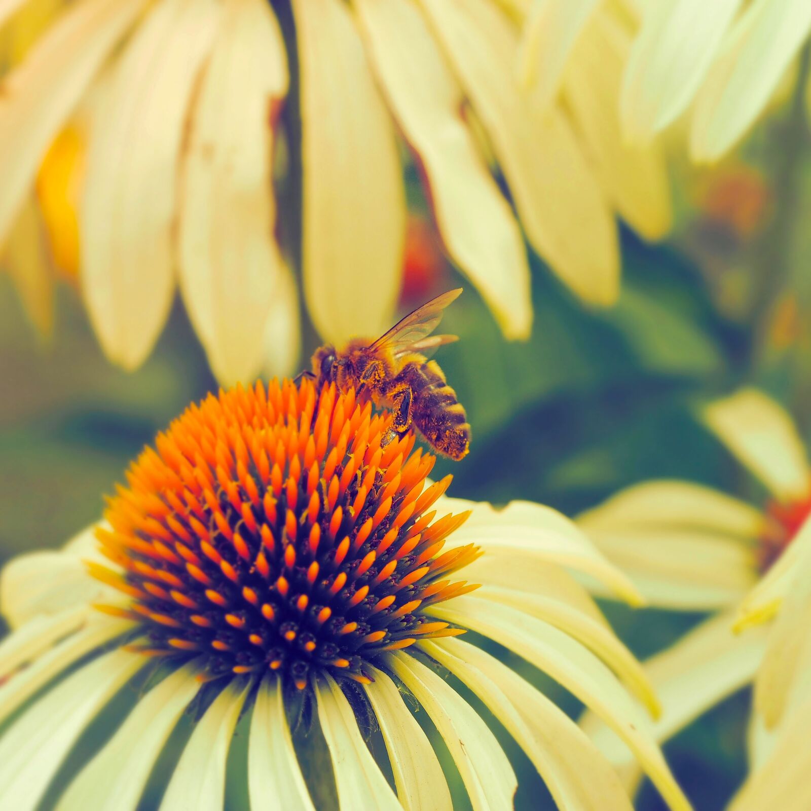 Olympus M.Zuiko Digital ED 60mm F2.8 Macro sample photo. Bee, insects, forage photography