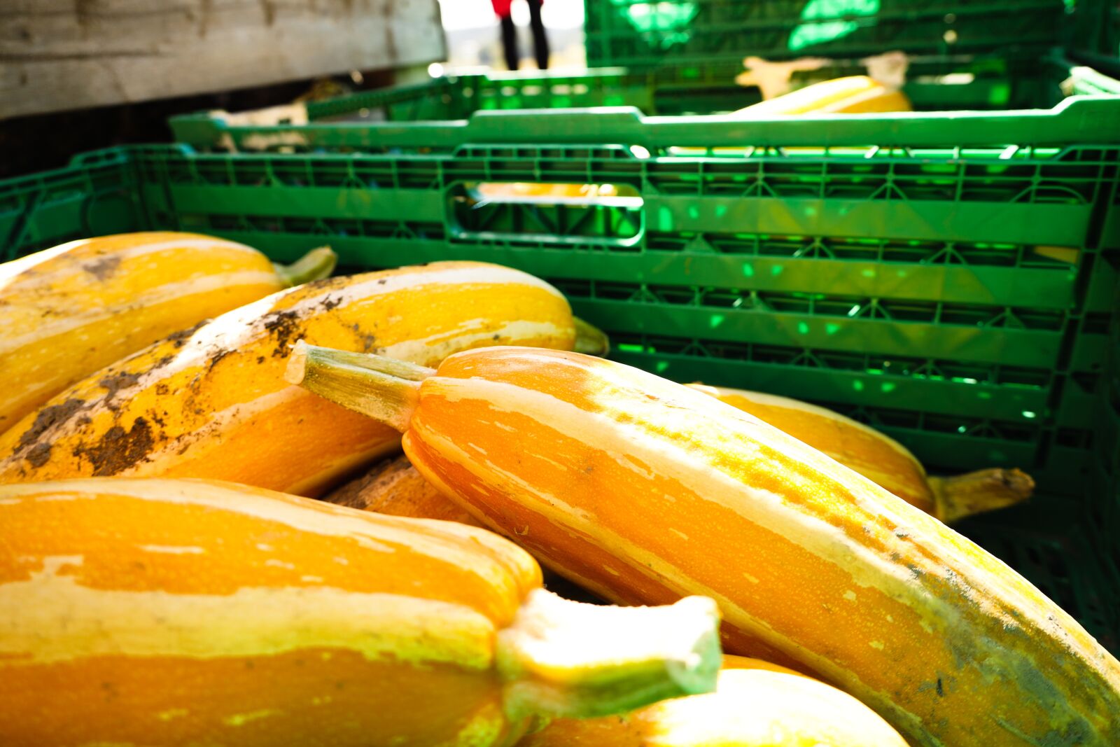 Canon RF 24-240mm F4-6.3 IS USM sample photo. Vegetables, yellow, store photography