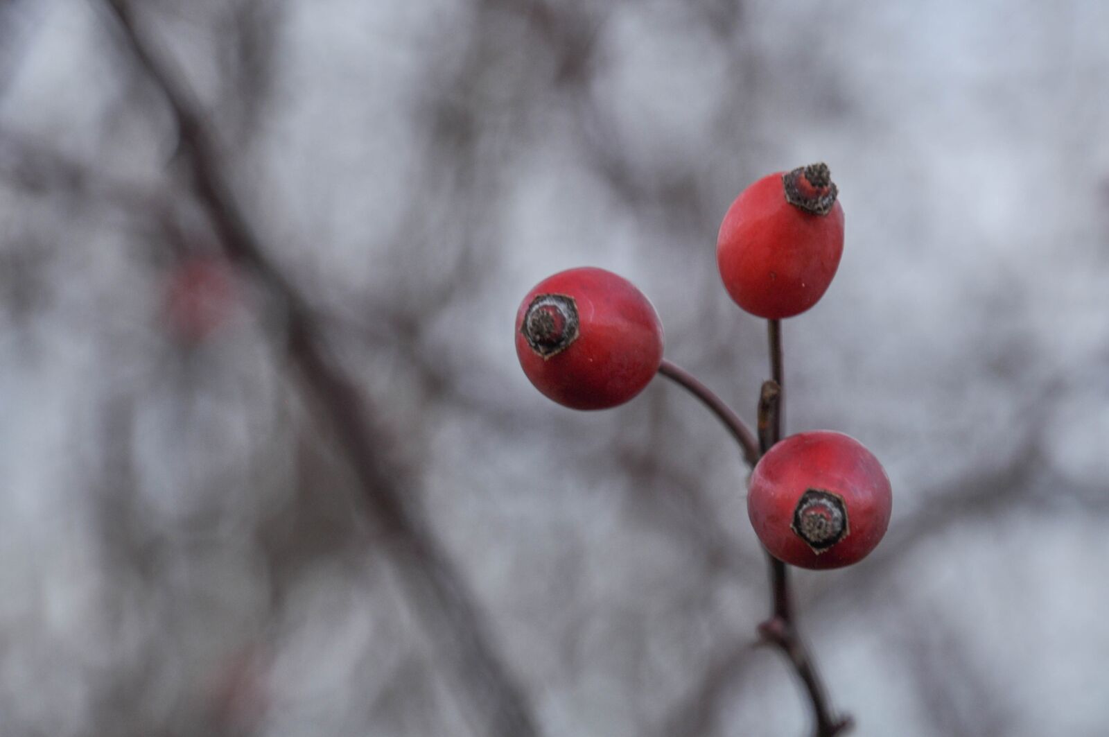 Nikon D90 sample photo. Winter, berries, rose hip photography