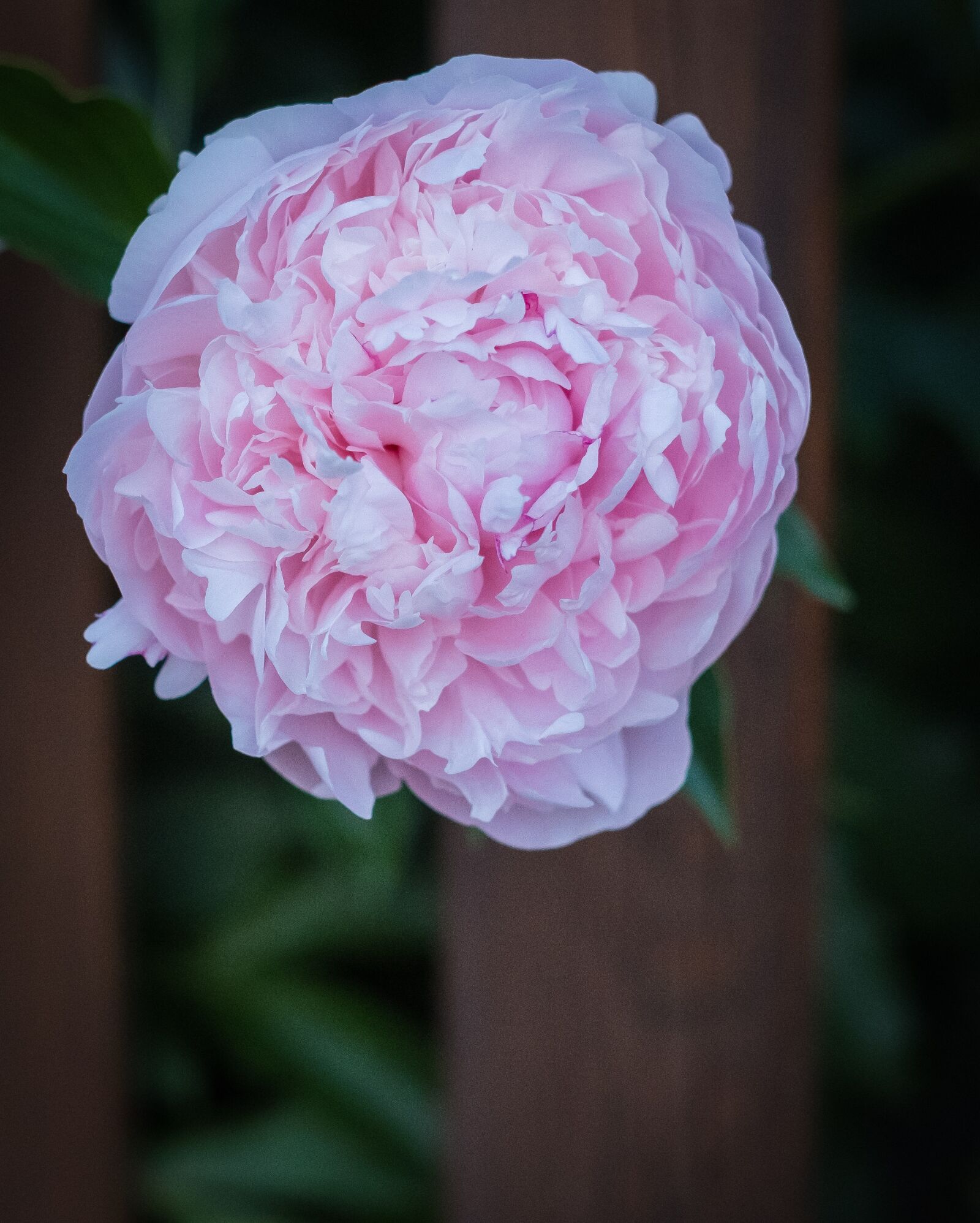 Fujifilm X-T2 + Fujifilm XF 56mm F1.2 R sample photo. Flower, bloom, blossom photography