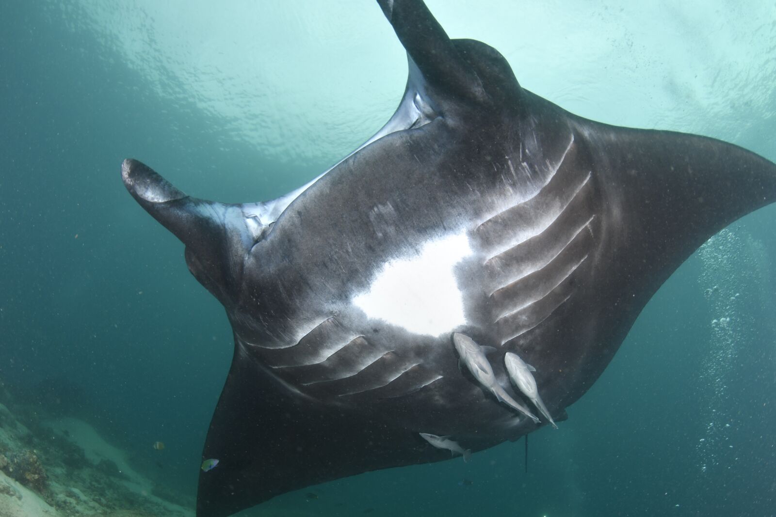 Nikon D500 sample photo. Fish, scuba diving, underwater photography