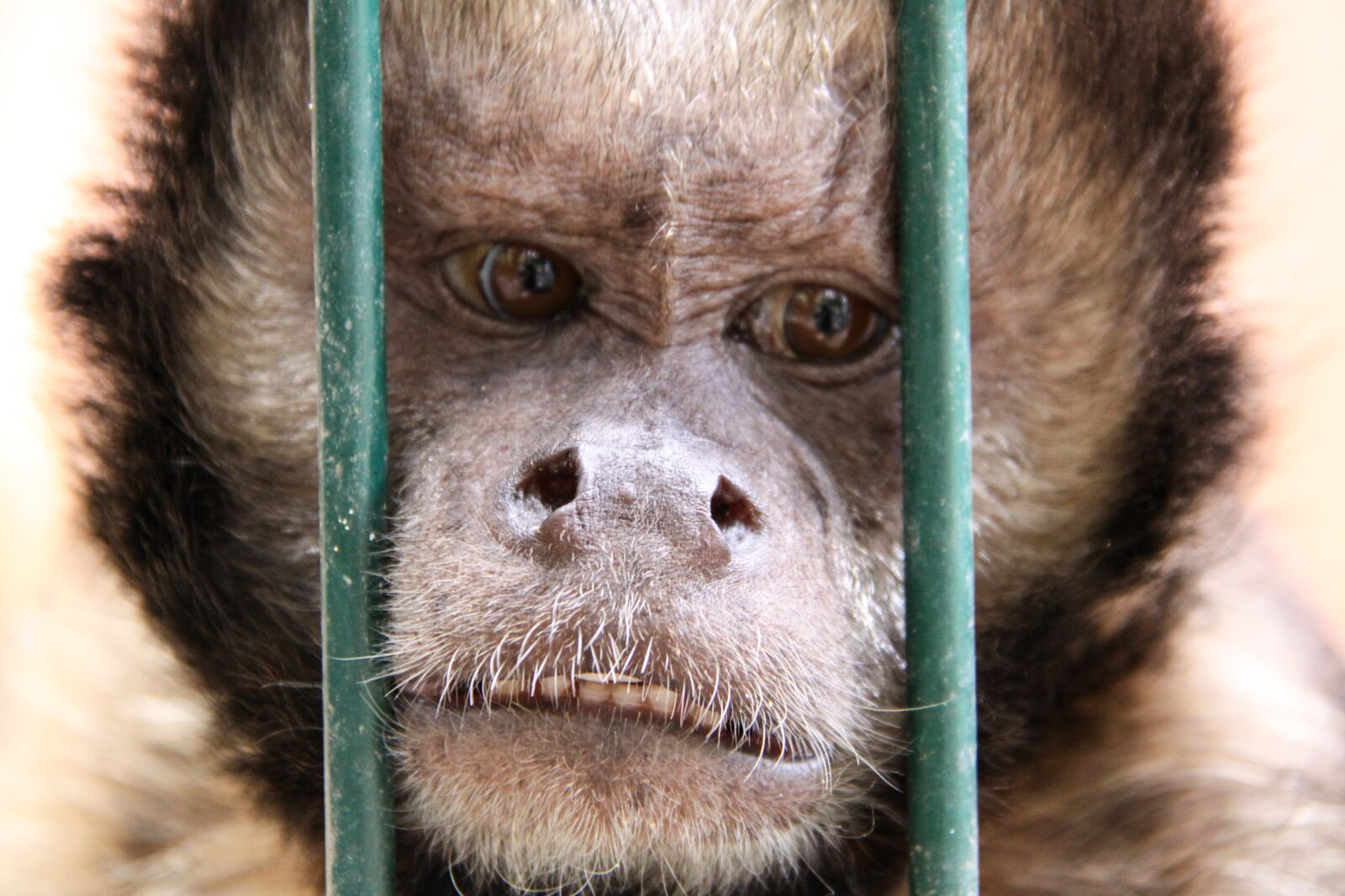 Canon EOS 50D sample photo. Monkey, new world monkey photography