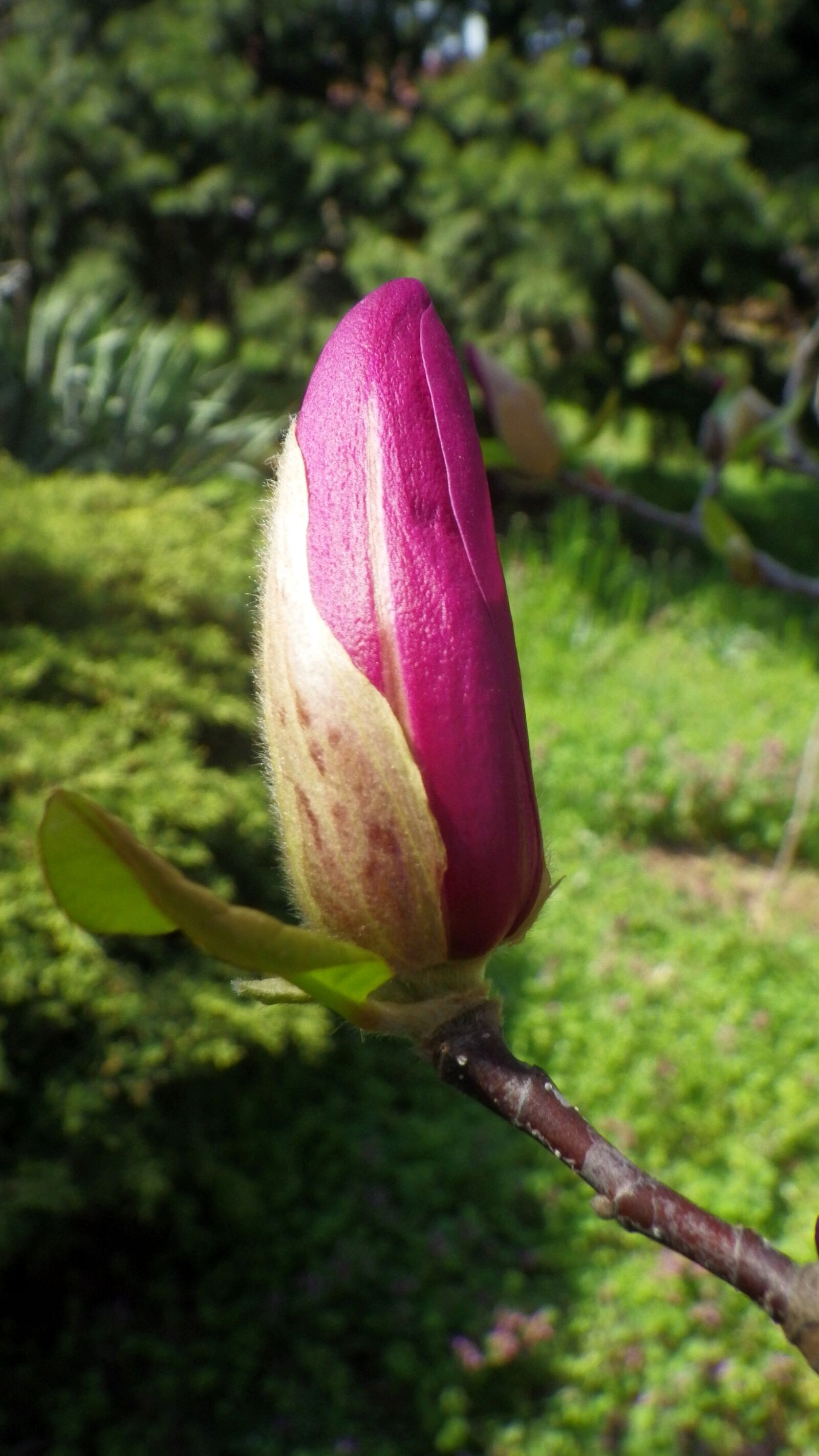 Pentax Optio WG-2 sample photo. Flower, nature, plant photography