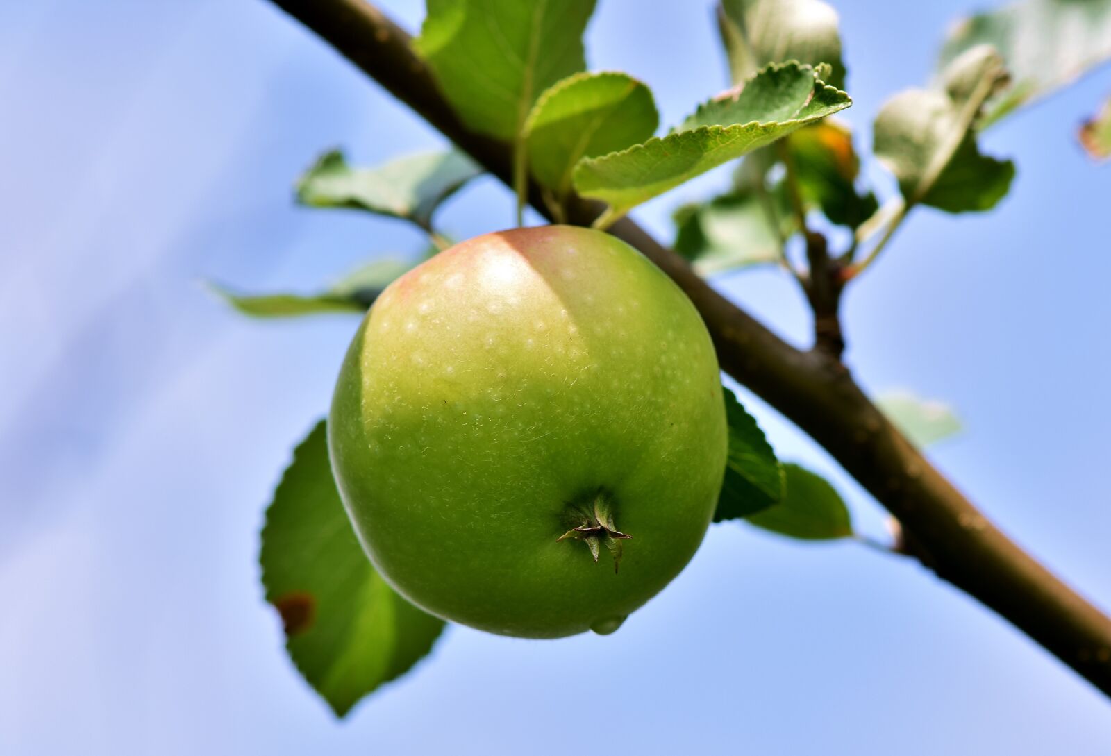 Nikon D7200 sample photo. Apple, apple tree, fruit photography
