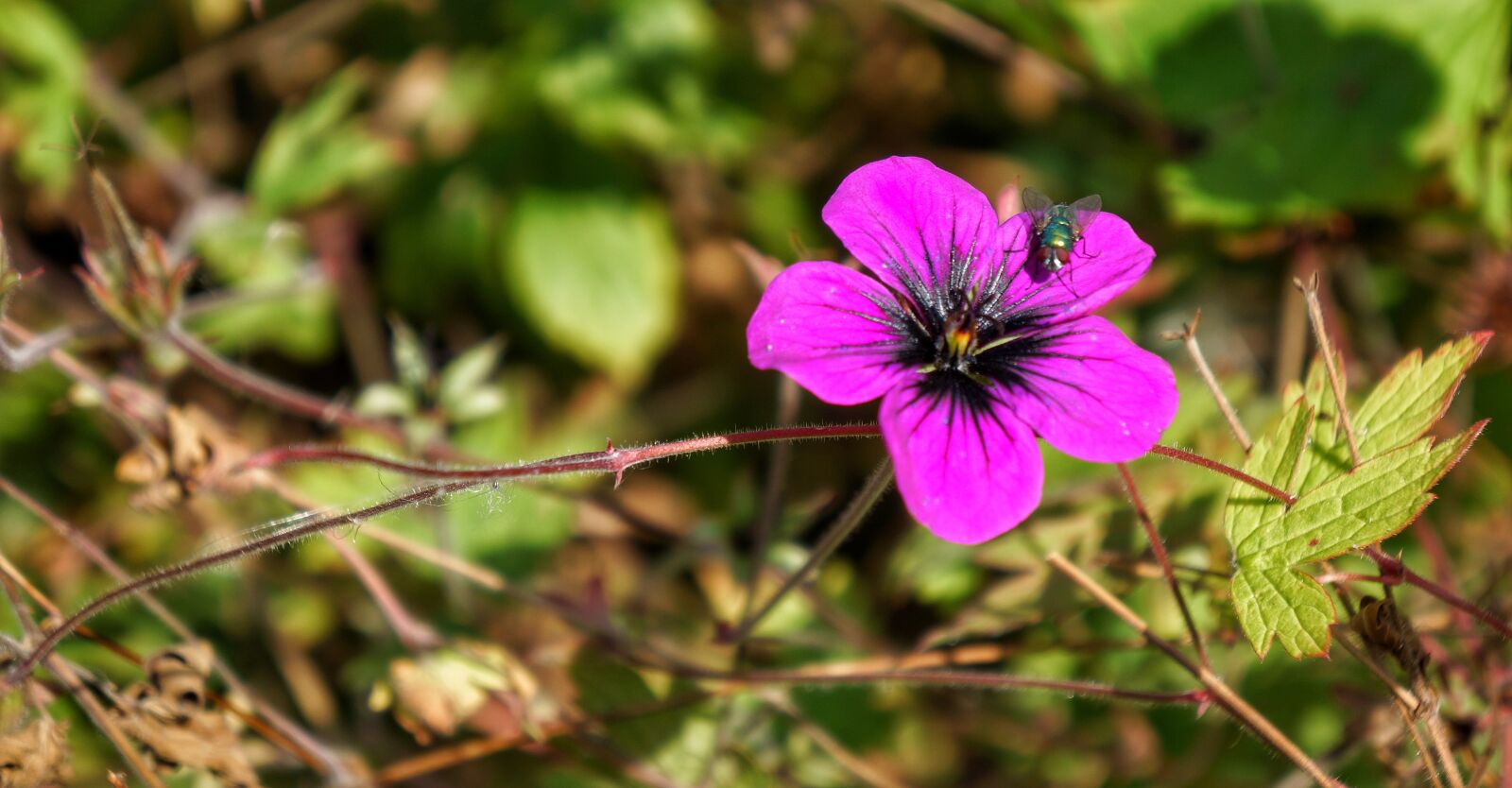 Sony Alpha NEX-7 + Sony E 18-55mm F3.5-5.6 OSS sample photo. Flower, pink, fly photography