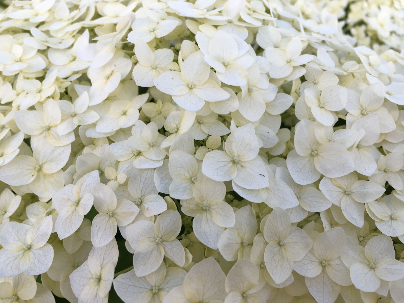 iPhone SE back camera 4.15mm f/2.2 sample photo. Hydrangea, white hydrangea, closeup photography