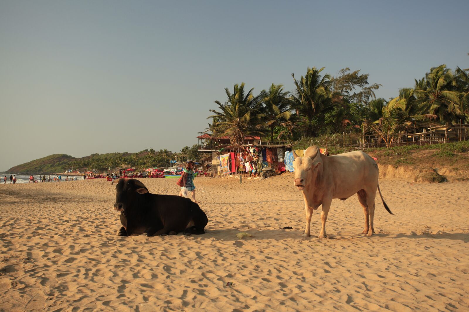 Canon EOS 5D Mark II sample photo. Cows, beach, goa photography