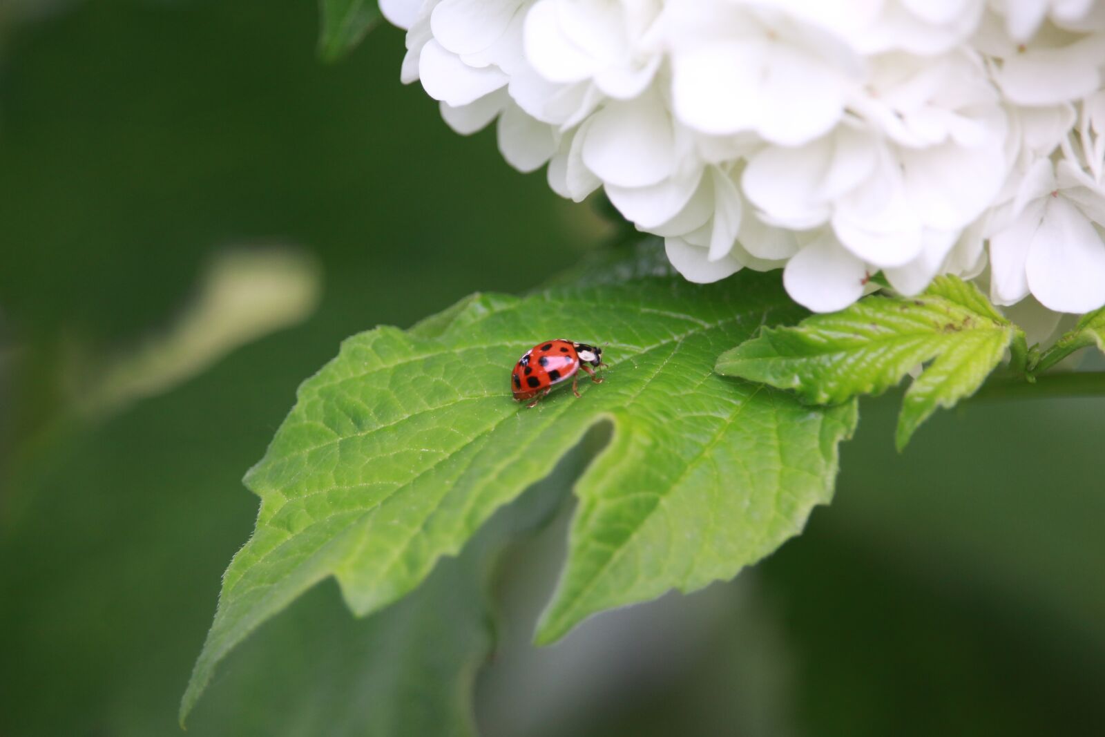 Canon EF-S 55-250mm F4-5.6 IS STM sample photo. Ladybug, hydrangea, leaf photography