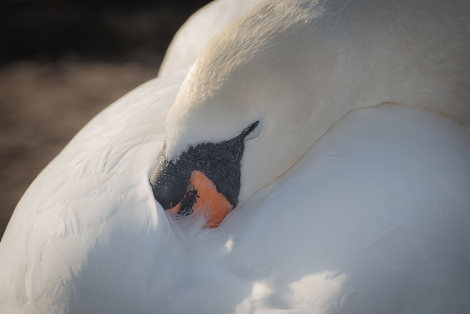 Canon EOS 200D (EOS Rebel SL2 / EOS Kiss X9) sample photo. Swan, bird, water bird photography