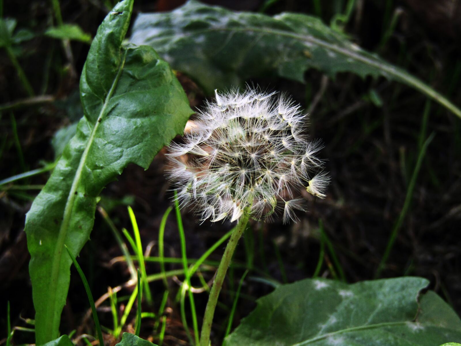 Canon PowerShot SX410 IS sample photo. Dandelion, garden, colors photography