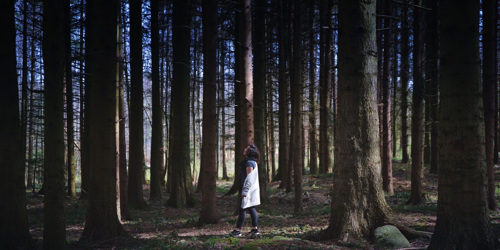 Nikon D3100 sample photo. Calm, forest, nature, sabrina photography