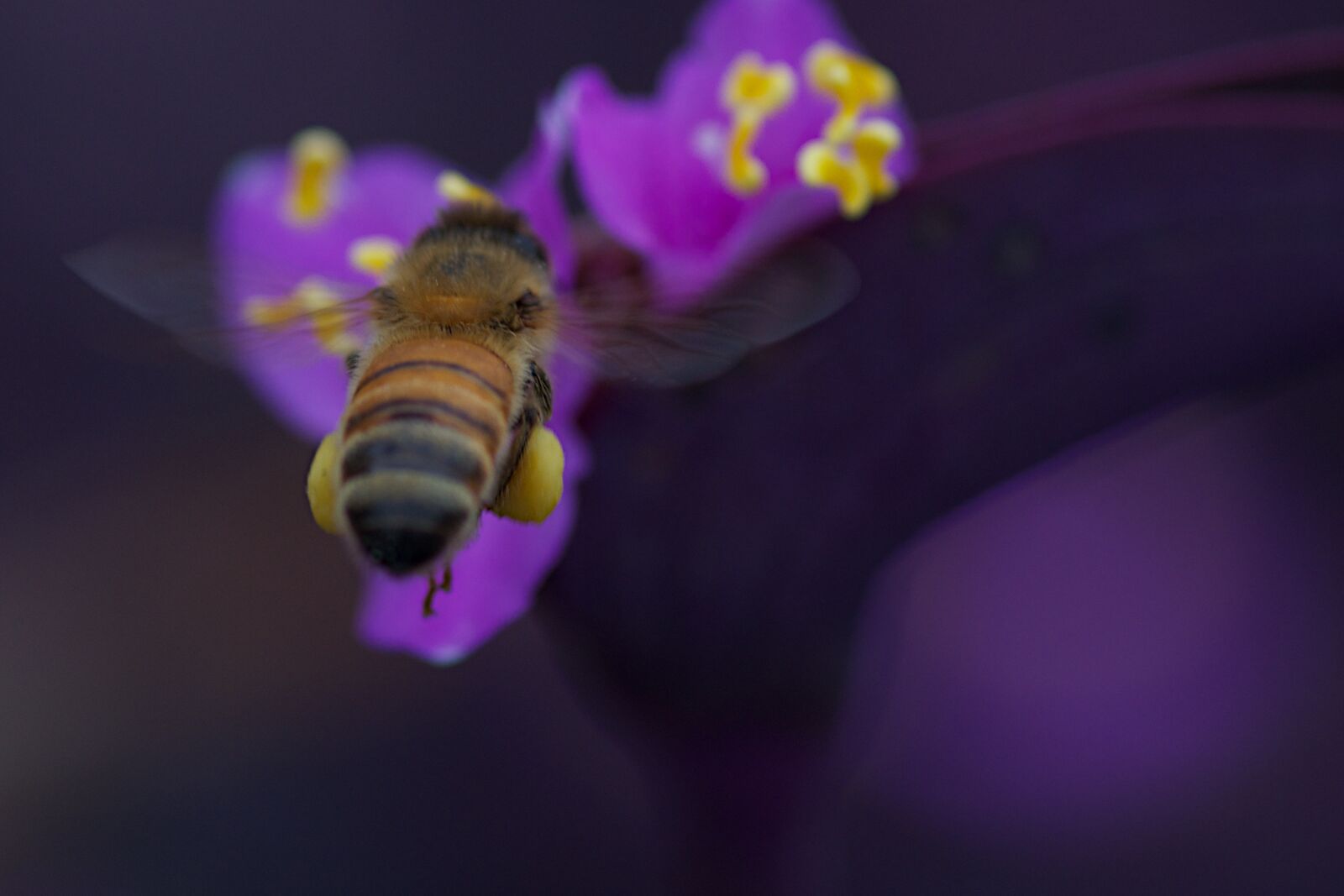 Pentax K-5 sample photo. Bee, insect, pollen photography