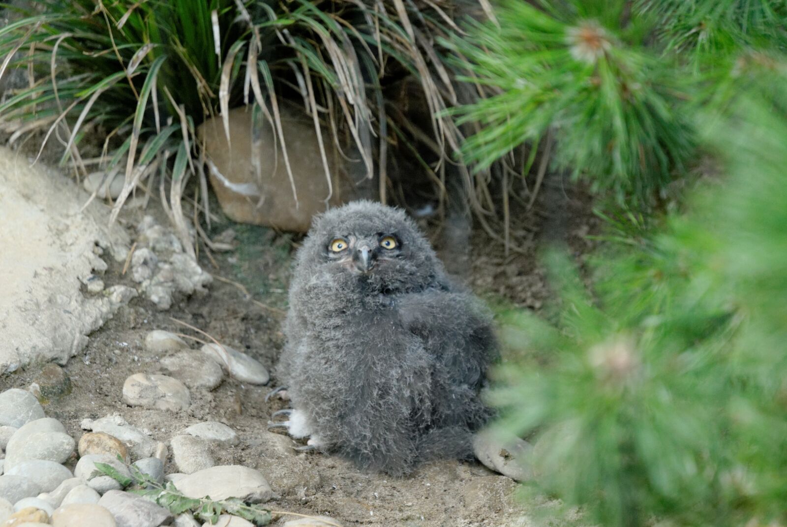 Nikon D200 sample photo. Owl baby, owl, zoo photography