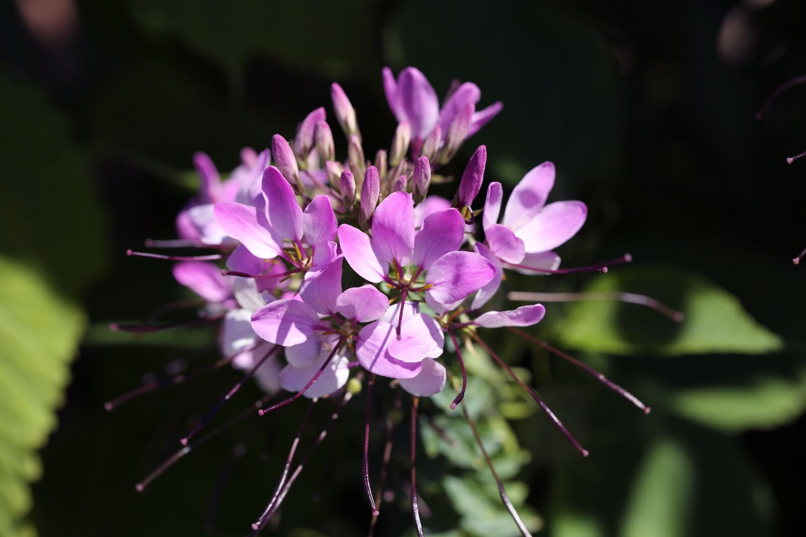 Canon EF 100mm F2.8L Macro IS USM sample photo. Garden, summer flowers, pink photography