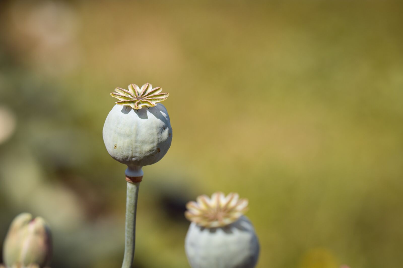 Nikon D7100 sample photo. Poppy, poppy capsules, mohngewaechs photography