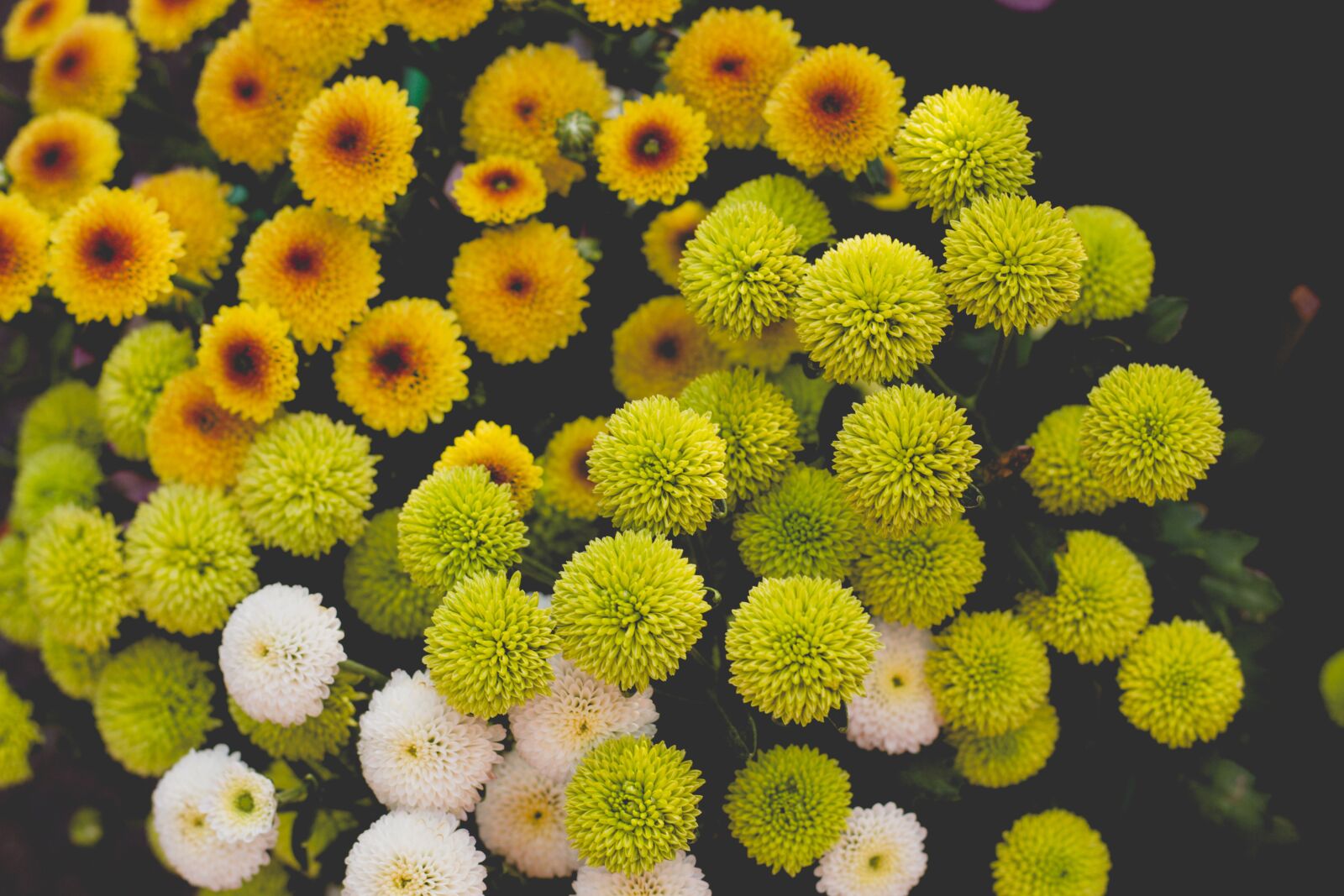 Canon EOS 700D (EOS Rebel T5i / EOS Kiss X7i) + Canon EF 50mm F1.8 STM sample photo. Flower, beautiful, spring photography