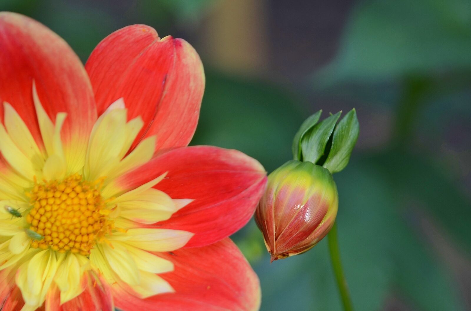 Nikon D7000 sample photo. Flower, natur, spring photography