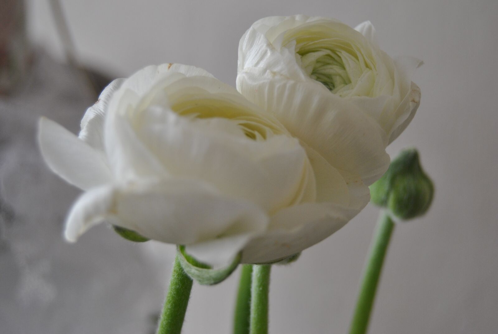 Nikon D3000 sample photo. Flower, plant, nature photography