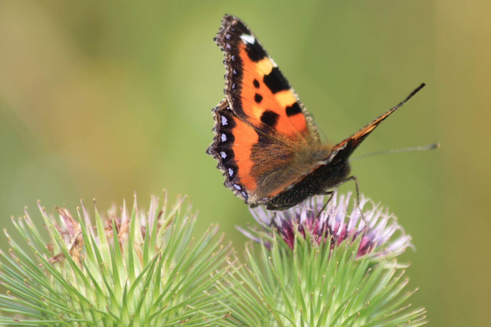 Canon EOS 1000D (EOS Digital Rebel XS / EOS Kiss F) sample photo. Butterfly, nature, green photography