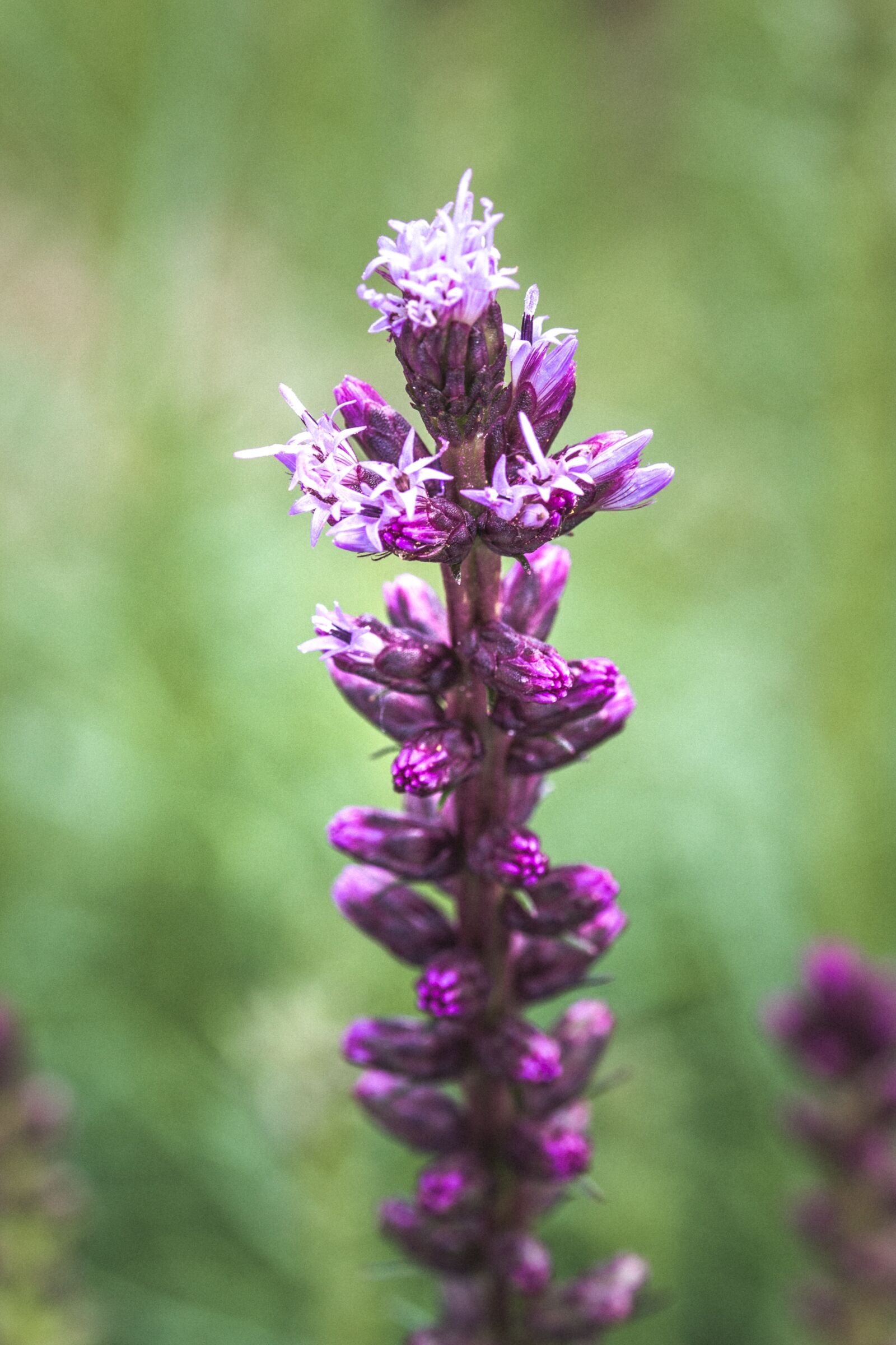 Canon EOS 70D sample photo. Liatris spicata, splendor notch photography