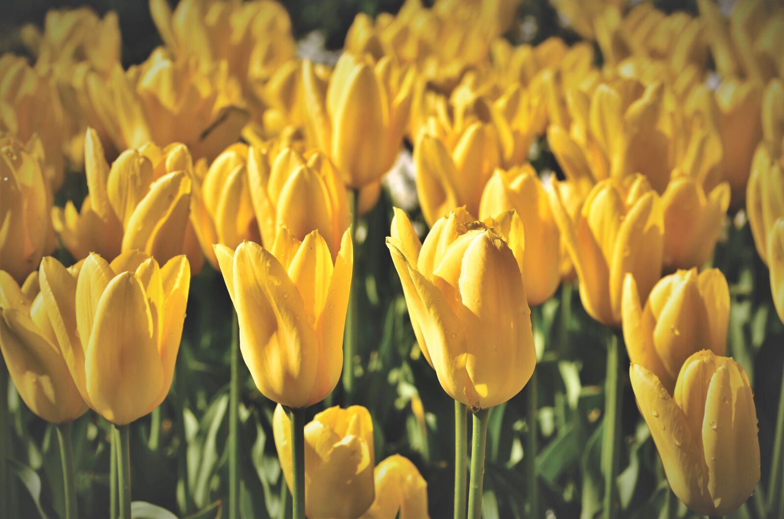 Nikon D7200 sample photo. Tulip, tulip field, tulpenbluete photography
