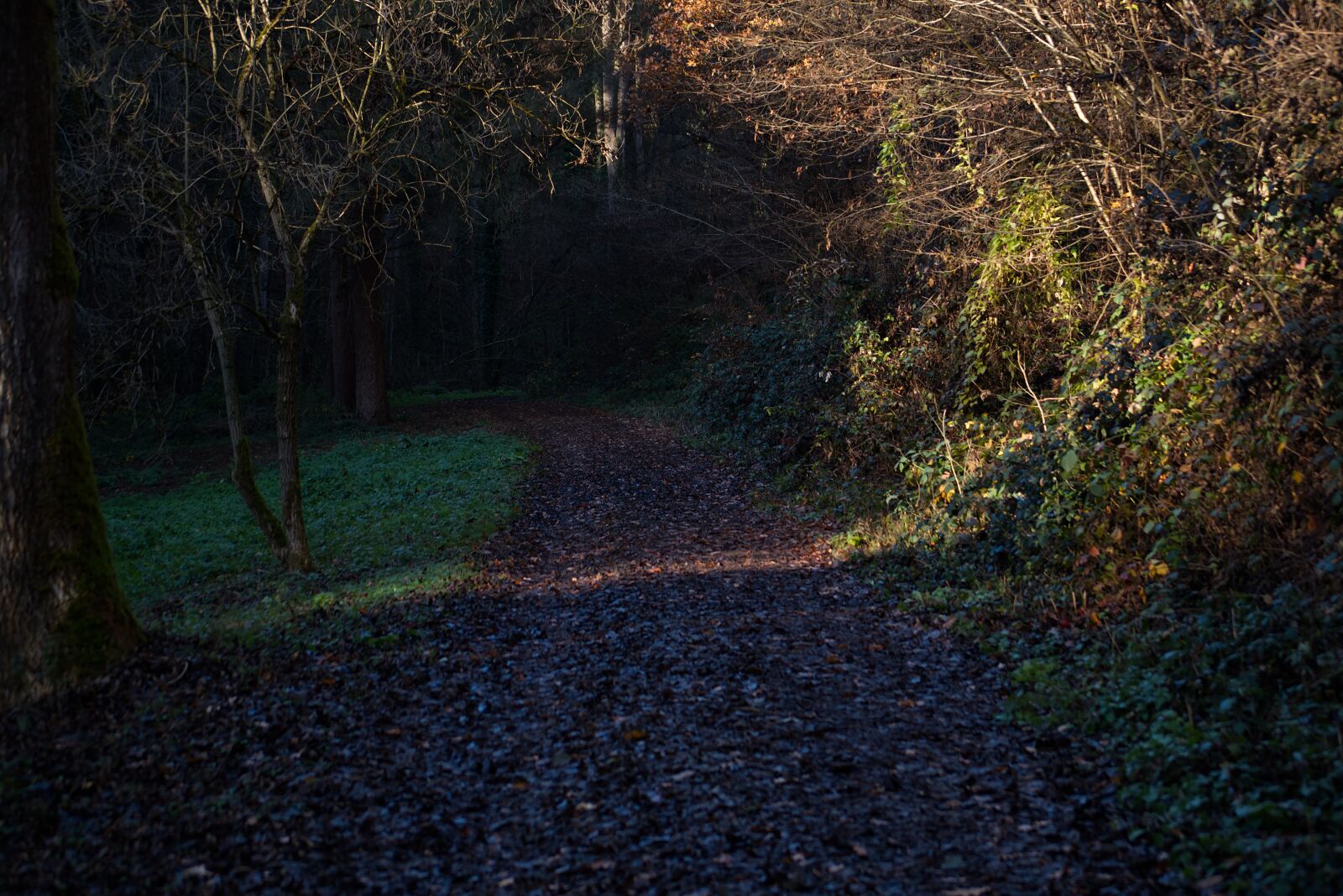 Nikon D5500 sample photo. Forest, away, nature photography