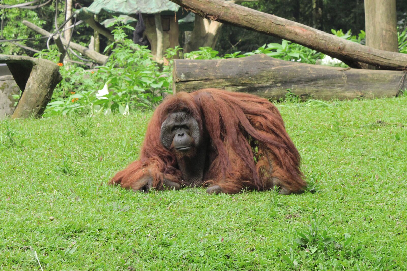 Canon EOS 500D (EOS Rebel T1i / EOS Kiss X3) sample photo. Orangutan, monkey, animal photography