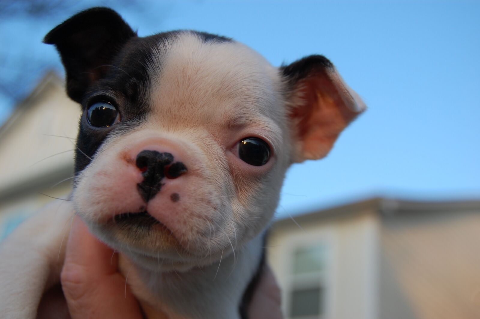 Nikon D40 sample photo. Puppy, cute, dog photography
