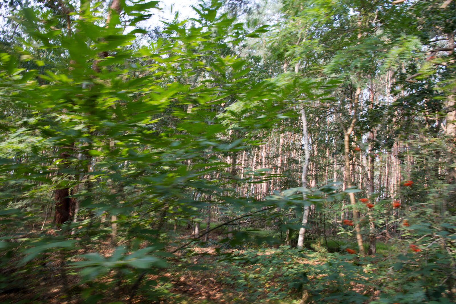 Canon EOS 7D + Canon EF-S 15-85mm F3.5-5.6 IS USM sample photo. Exercise, nature, woods photography