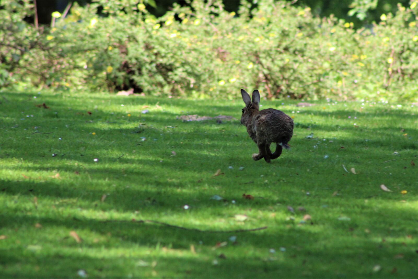 Canon EF75-300mm f/4-5.6 sample photo. Hare, rabbit, easter photography