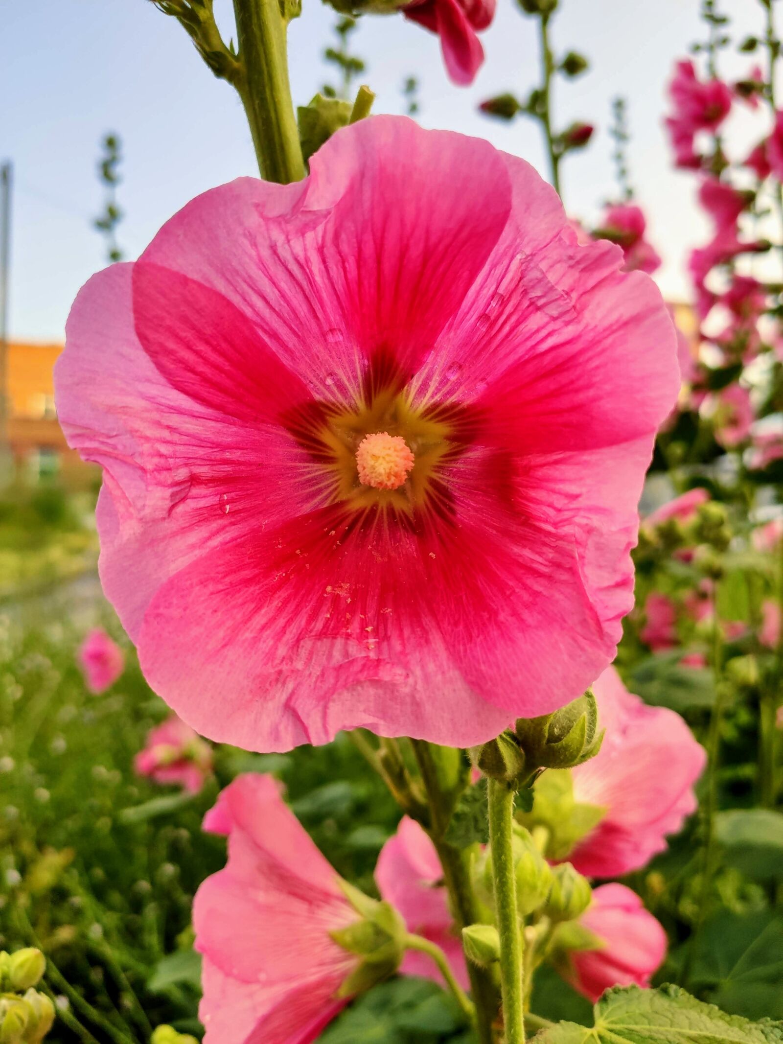 Xiaomi MI 9 sample photo. Flower, pink, flora photography