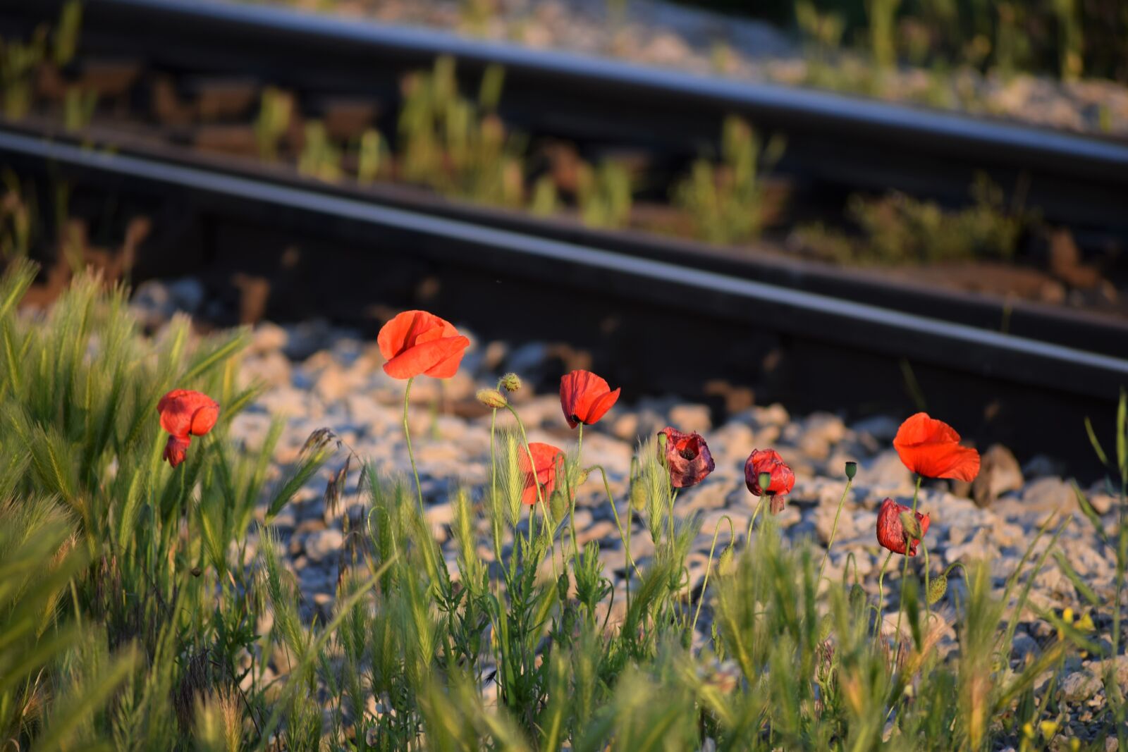 Nikon D3300 sample photo. Red poppys, near railway photography