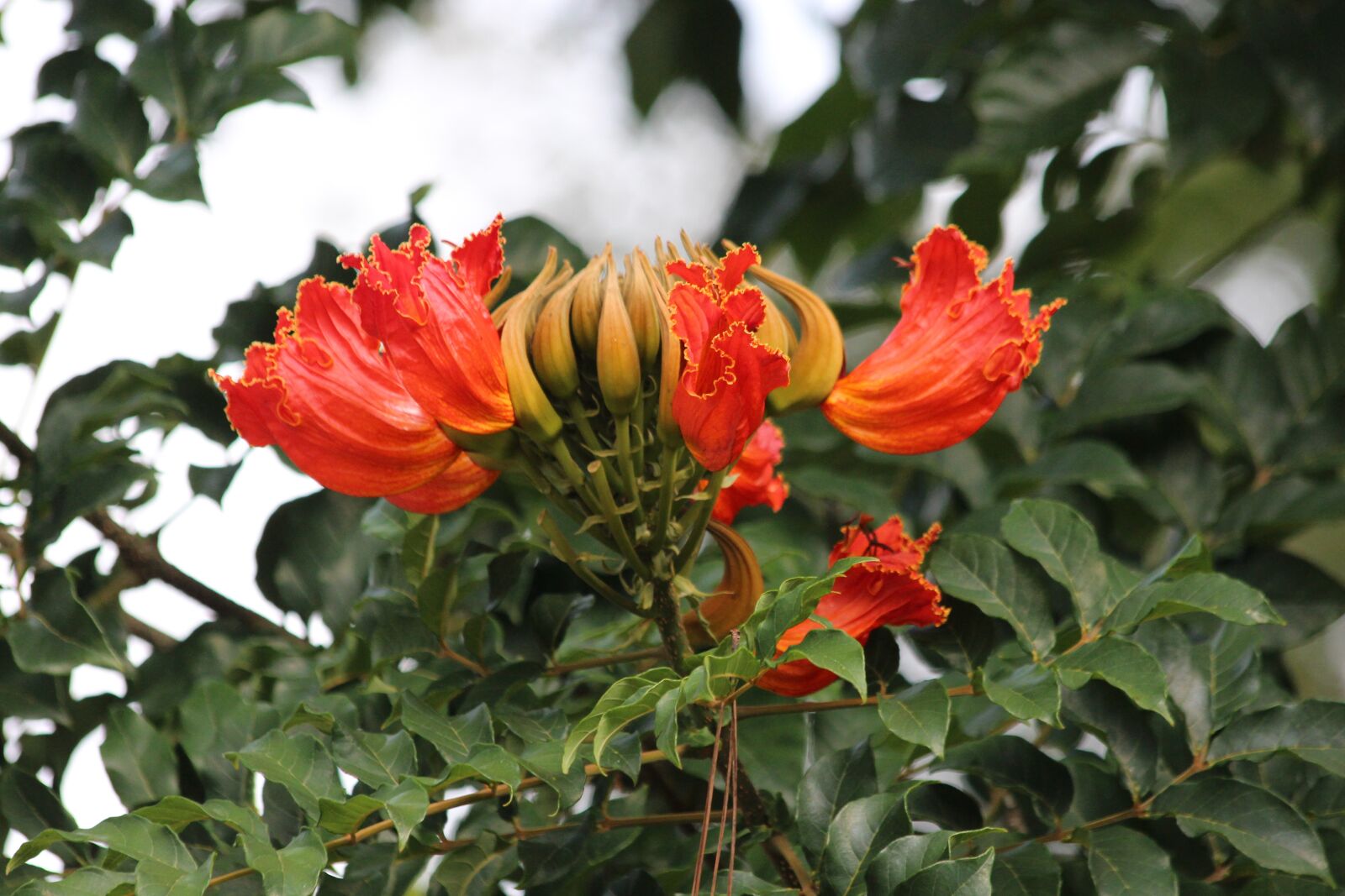 Canon EOS 650D (EOS Rebel T4i / EOS Kiss X6i) sample photo. Spathodea, spathodea campanulata, spatodeja photography
