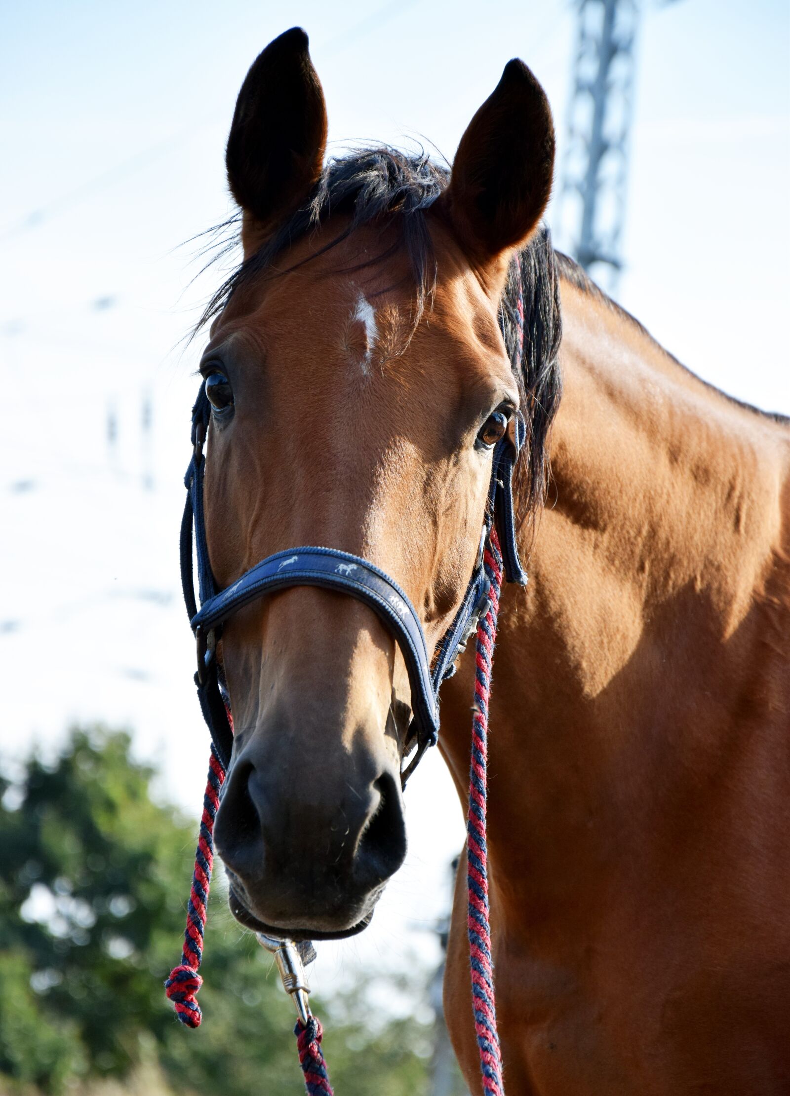 Nikon D3300 sample photo. Horse, head, attention photography