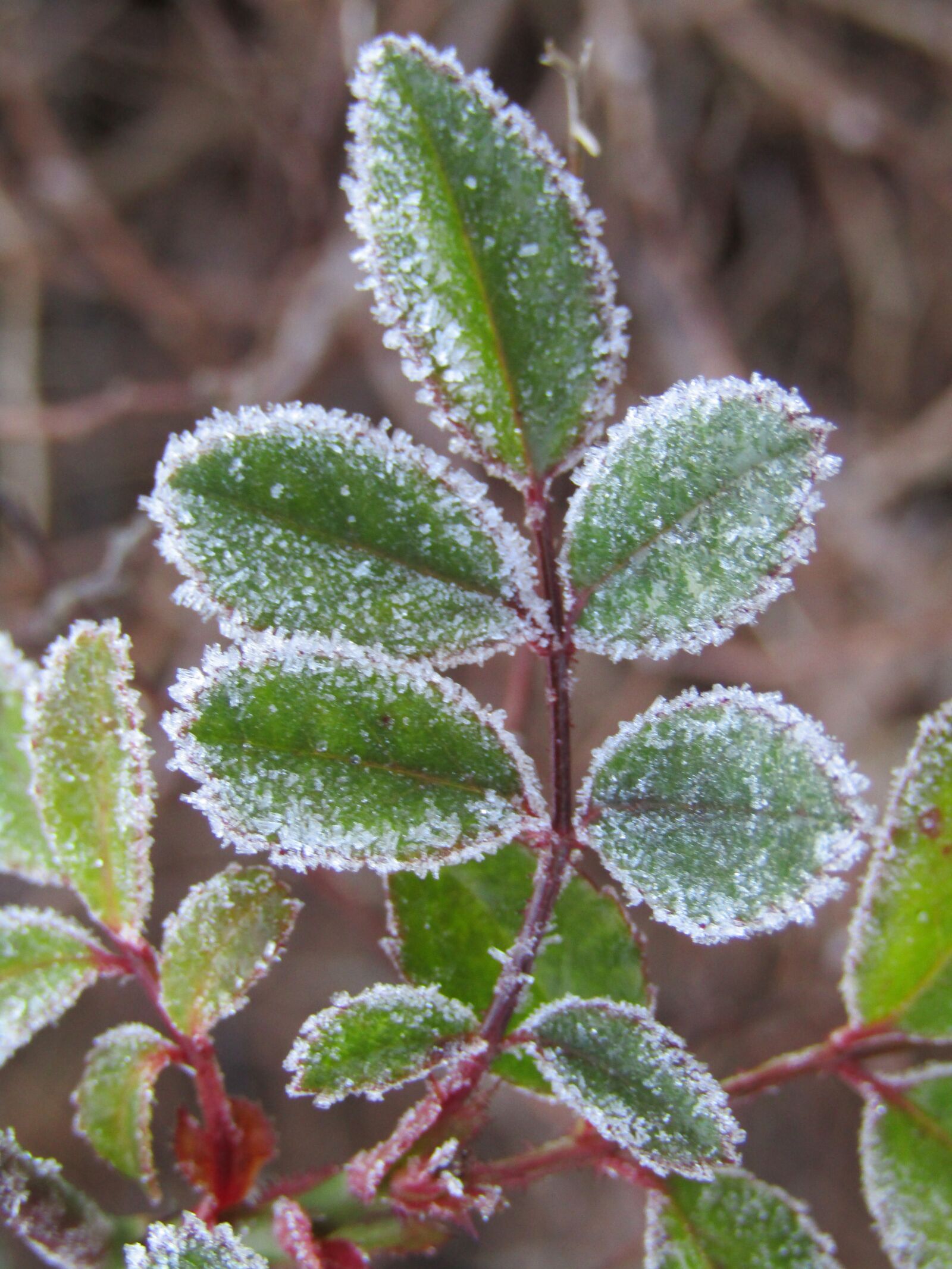 Canon POWERSHOT SX432 IS sample photo. Leaves, frost, eiskristalle photography