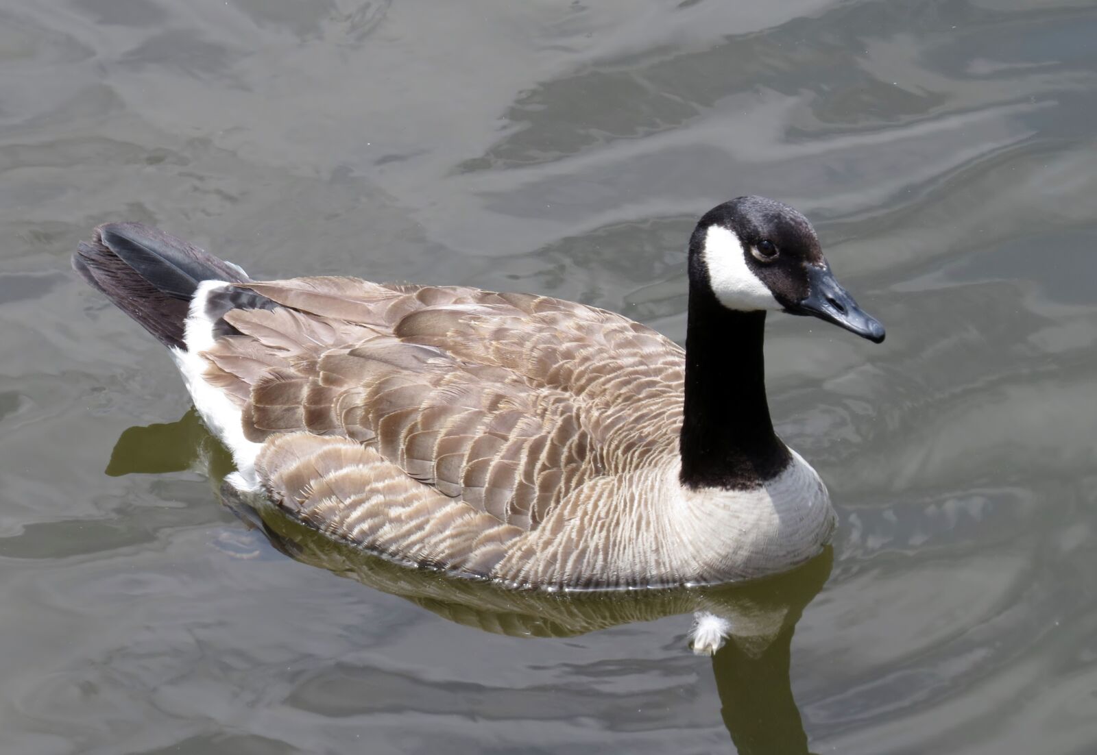 Canon PowerShot SX50 HS sample photo. Duck, water, covered bridge photography