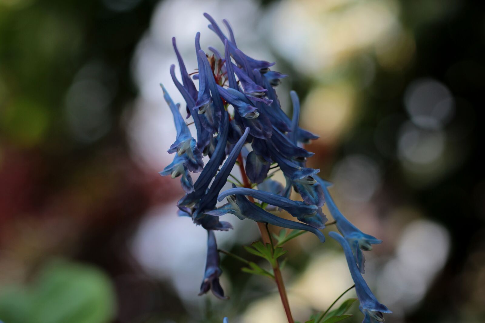 Canon EOS 600D (Rebel EOS T3i / EOS Kiss X5) + Canon EF 50mm F1.8 STM sample photo. Corydalis flexuosa spinners, helmbloem photography