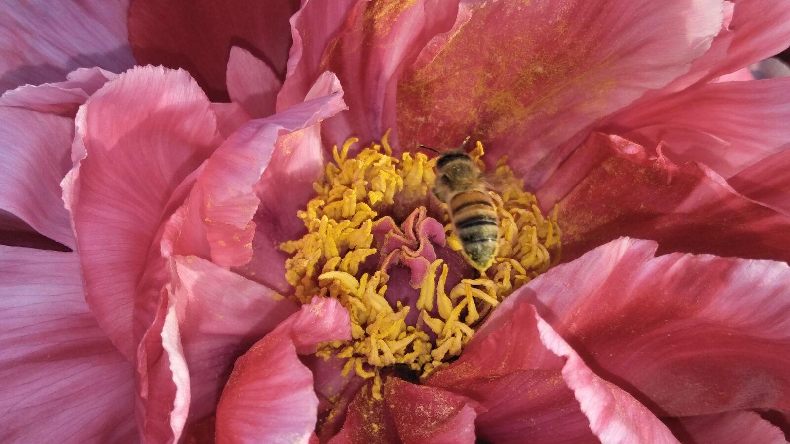 OPPO A57 sample photo. Chrysanthemum, pistil, pink flower photography