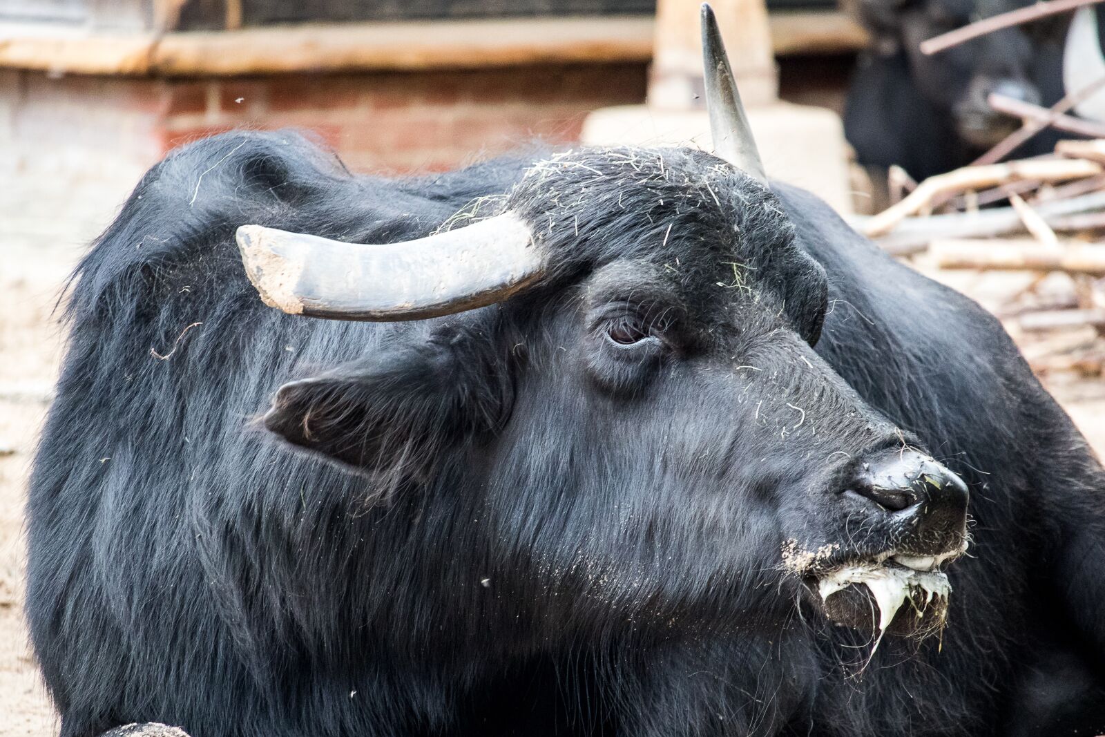 Canon EF-S 55-250mm F4-5.6 IS STM sample photo. Water buffalo, buffalo, mammal photography