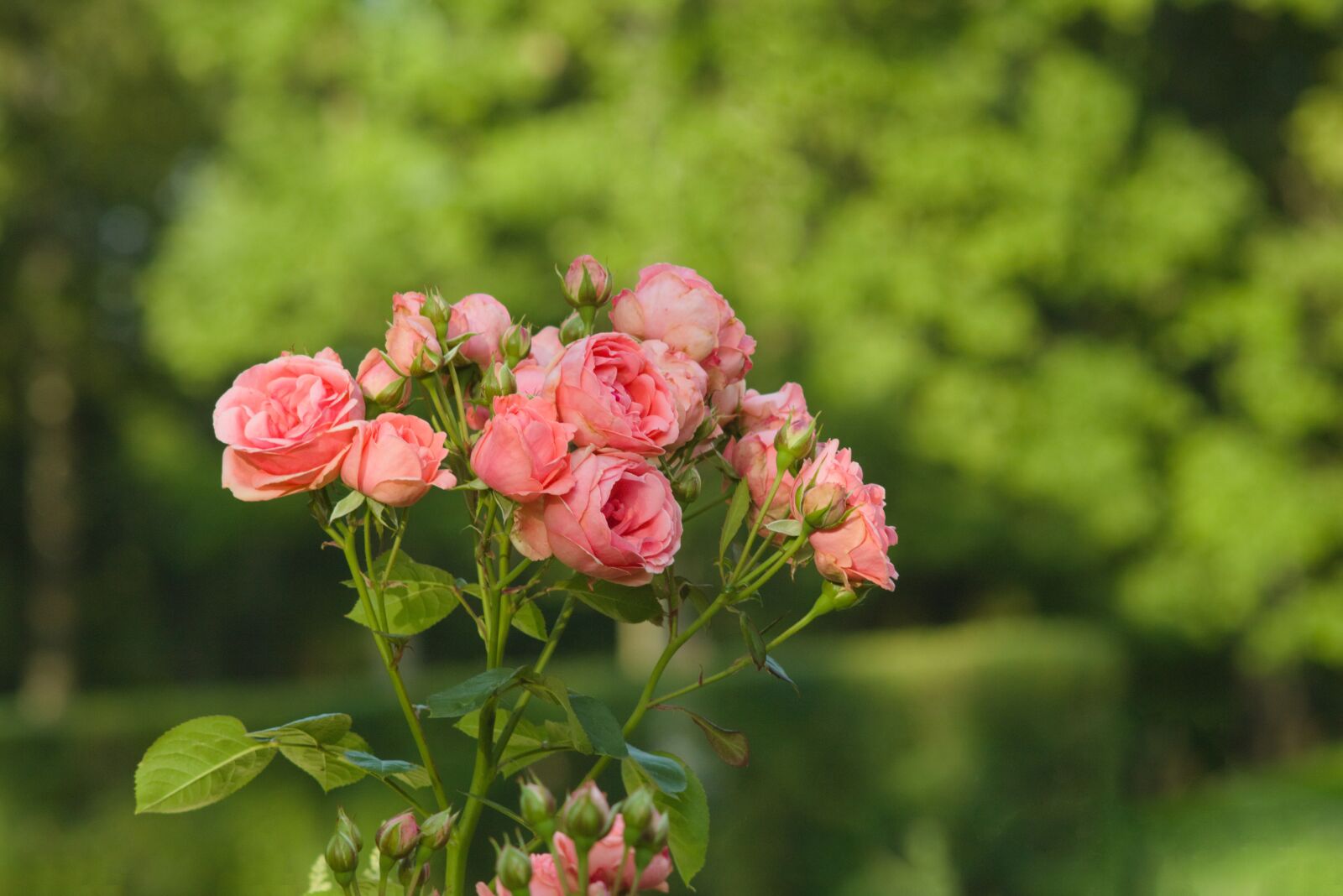 Canon EOS 750D (EOS Rebel T6i / EOS Kiss X8i) sample photo. Flowers, pink, nature photography