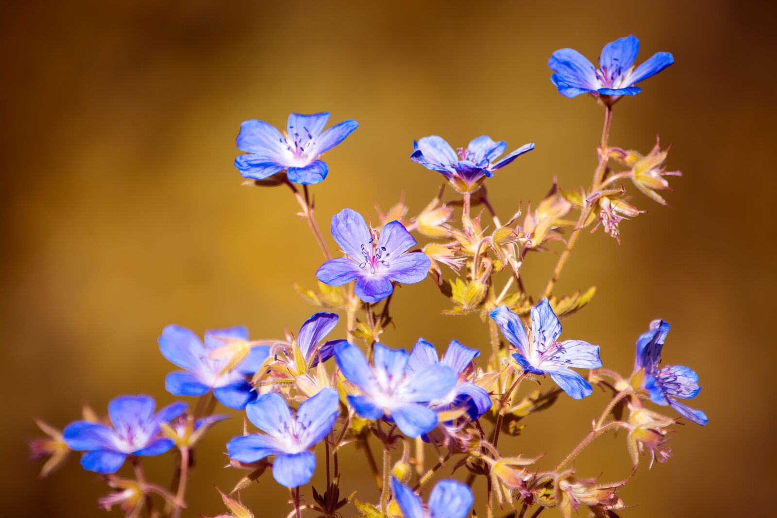 Nikon D7100 sample photo. Flowers, nature, blue photography