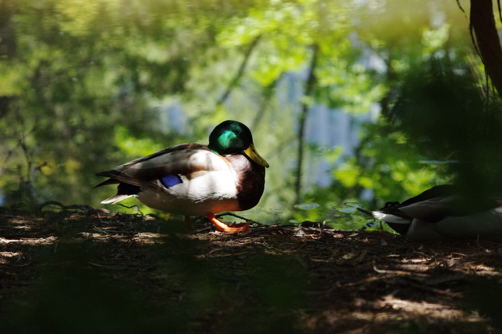 Pentax K-r sample photo. Duck, pond, bird photography