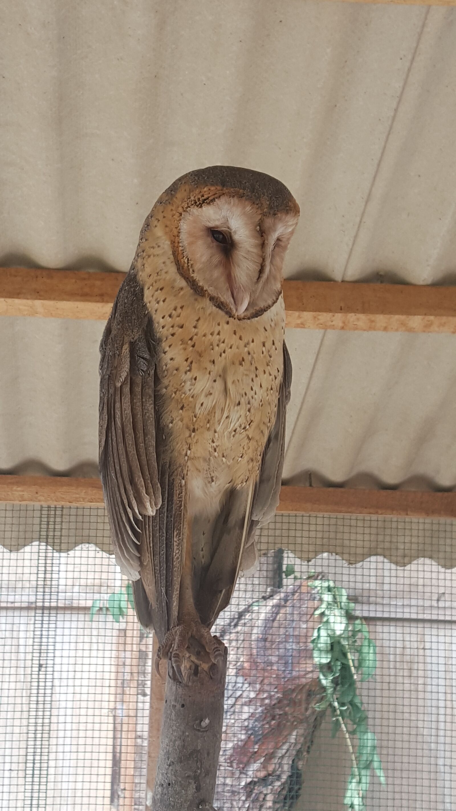 Samsung Galaxy S6 sample photo. Bird, nature, animal photography