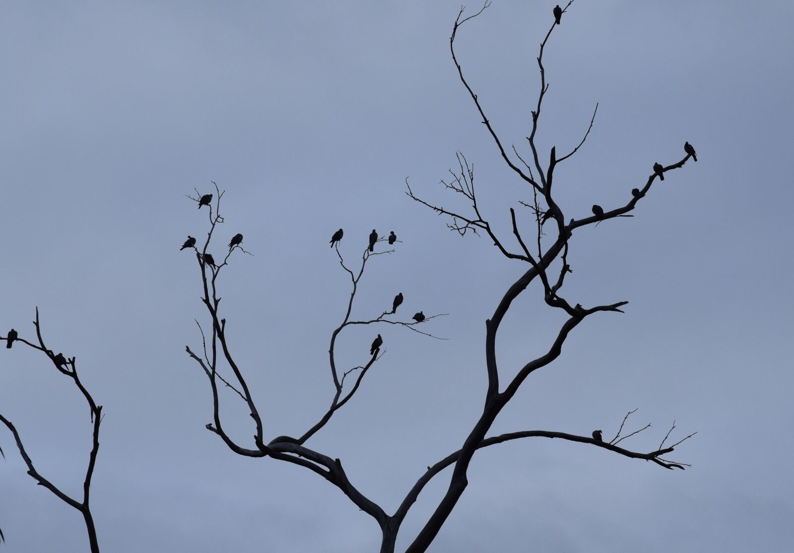 Nikon D3300 sample photo. Birds, shadows, observed photography