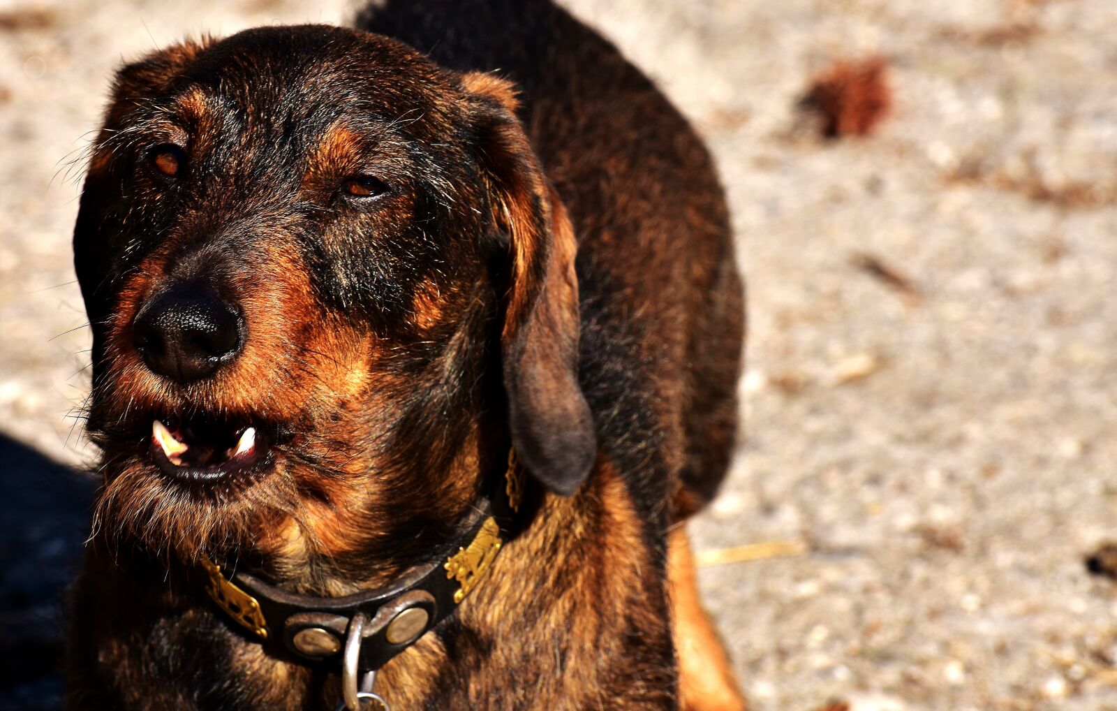 Nikon D7200 sample photo. Rauhaardackel, dog, animal photography